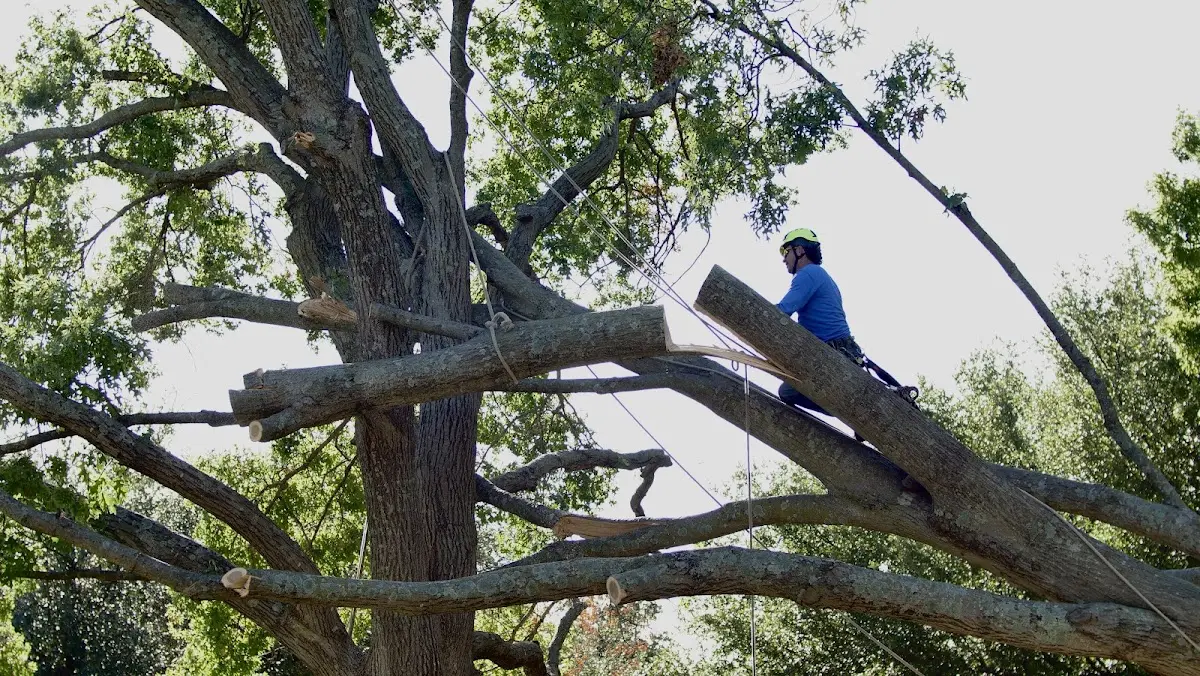 Professional Hazardous Tree Removal performed by certified arborists in Ozark