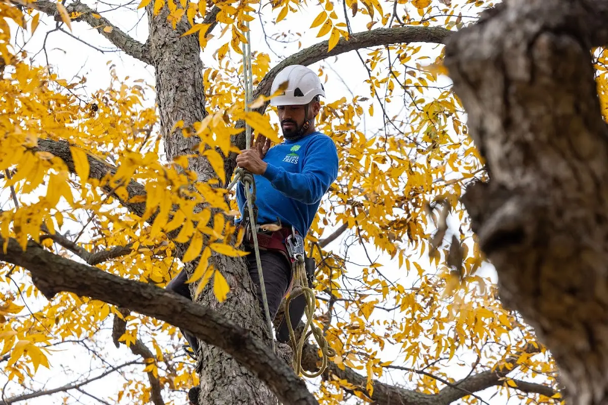 Skilled Dead Tree Removal crew working in Ozark